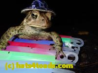 /home//u458753944/public_html/sourcegallery//McKaig Nature Center/2020-10-11/PA110745.JPG